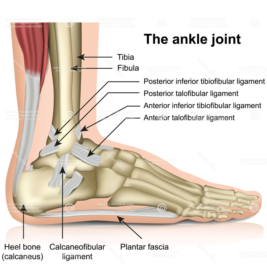 Ankle joint